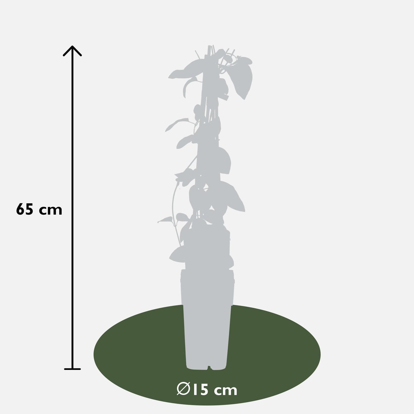 Japanische Geißblattpflanze - ↨65cm - Ø15 3x