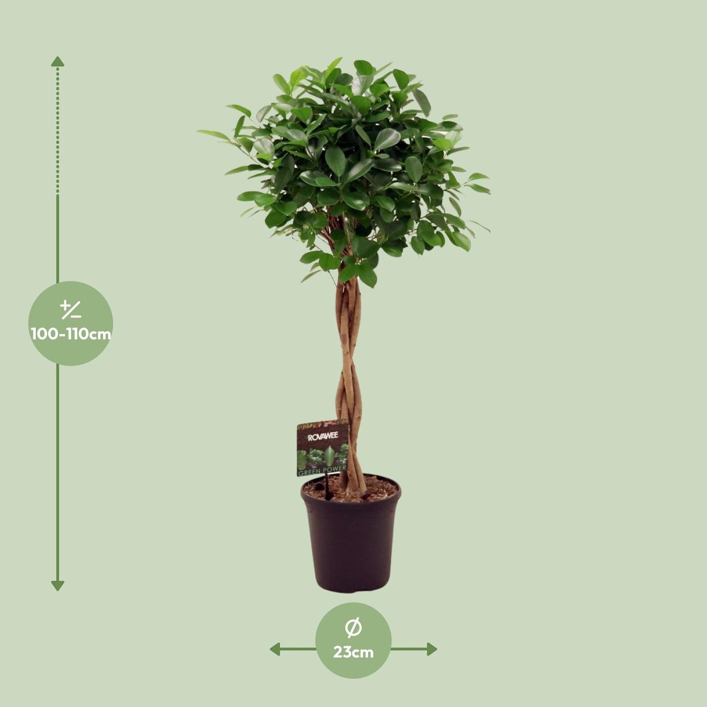 Ficus Micr. Moclame - Ø23cm - ↕110cm