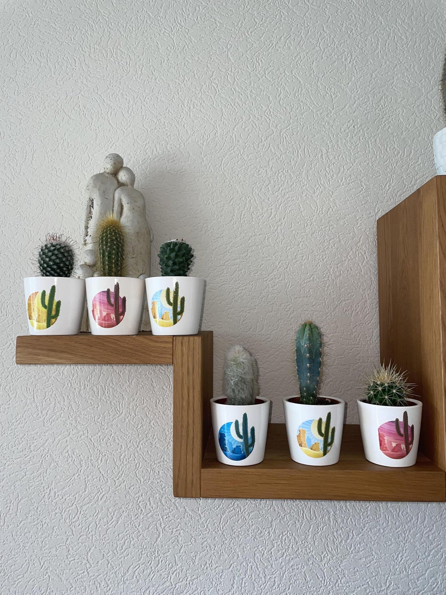 Cactus Mix - 6.5cmØ - 8-15cm hoog- (6 Stuks) - Rising Sun - Ø7.5 cm