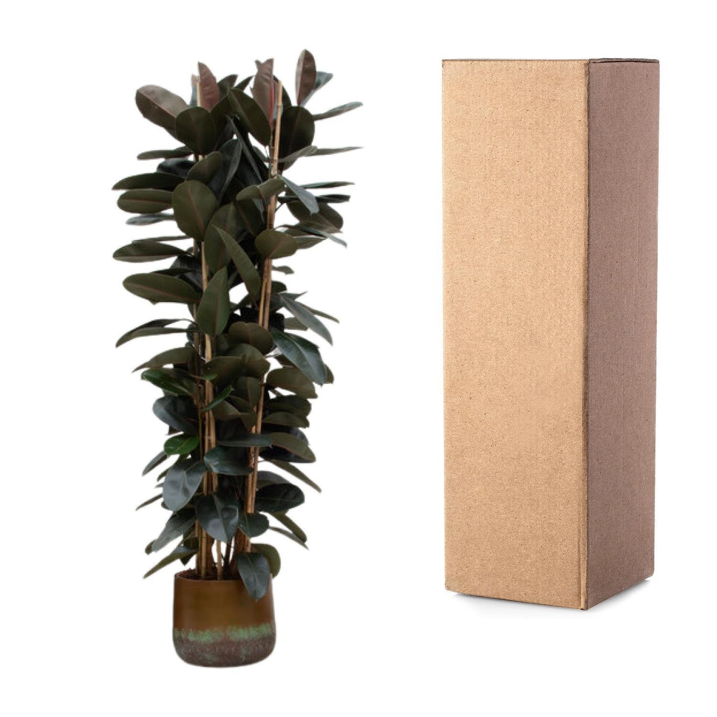 Ficus Elastica Abidjan struik  - 225cm - ø40cm