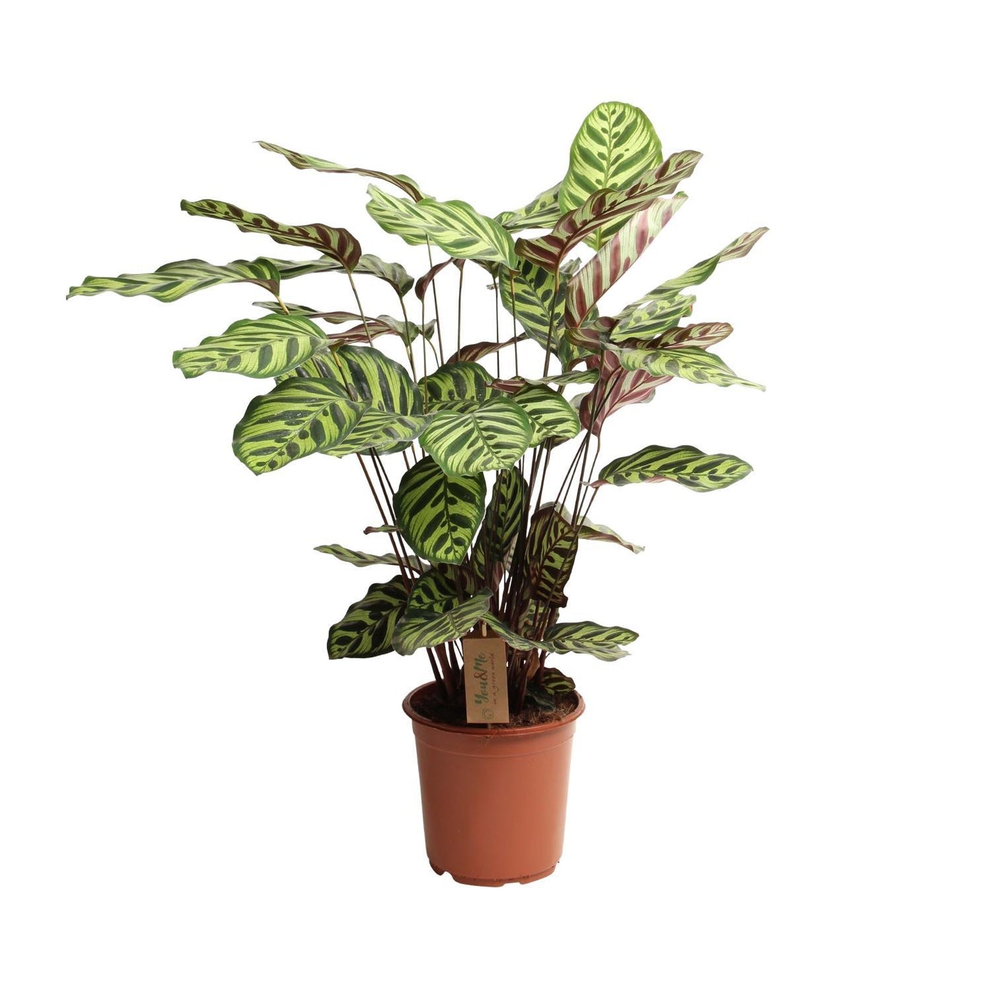 Calathea Makoyana | Pfauenfeder-Pflanze | Exotische Schönheit | Ø21cm Topf, ↕55cm Höhe