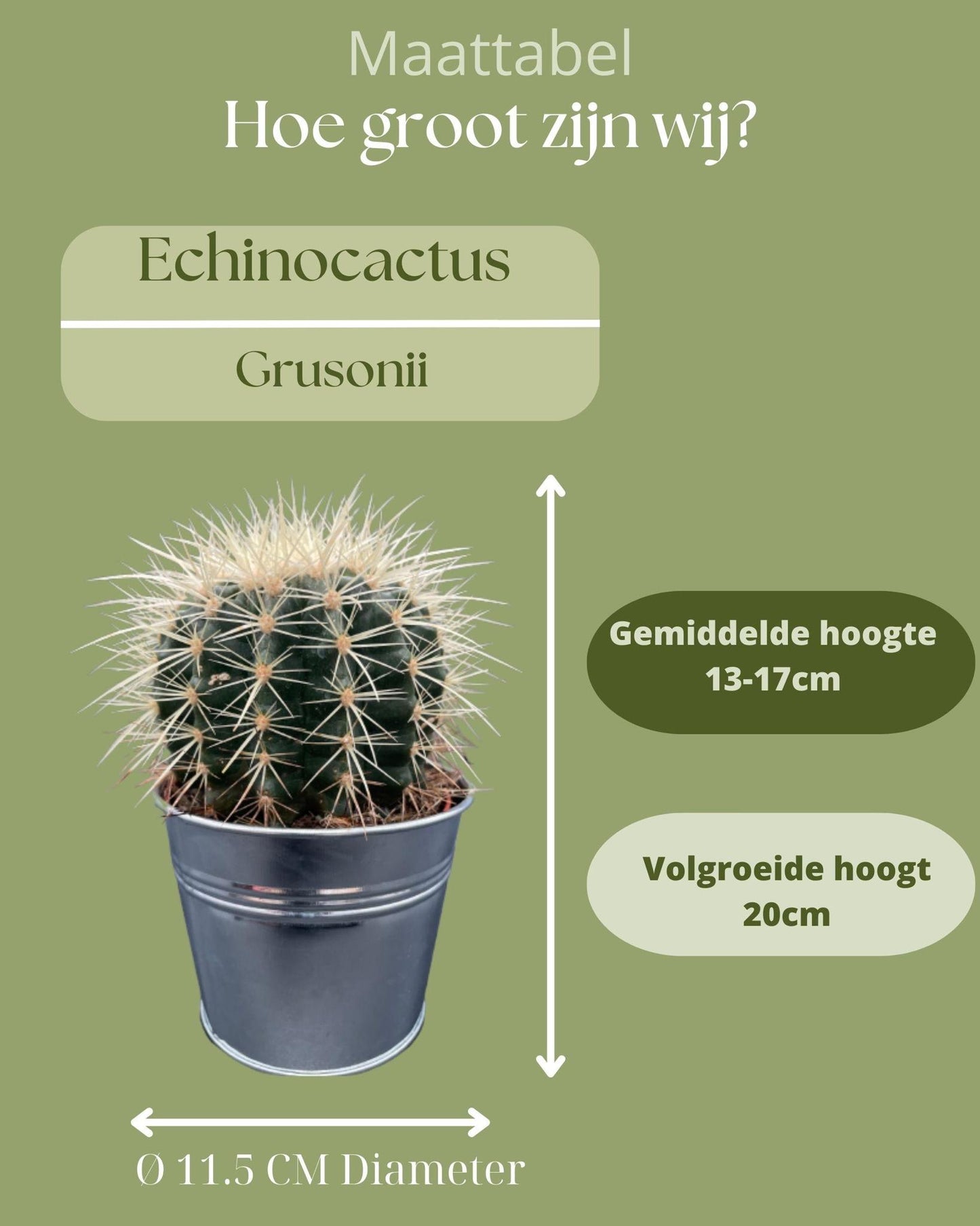 Cactus- Echiocactus Grusonii- 24cmØ- 23-28cm hoog - Zinc - Ø11.5 cm - 3x - ↕13 - 17 cm