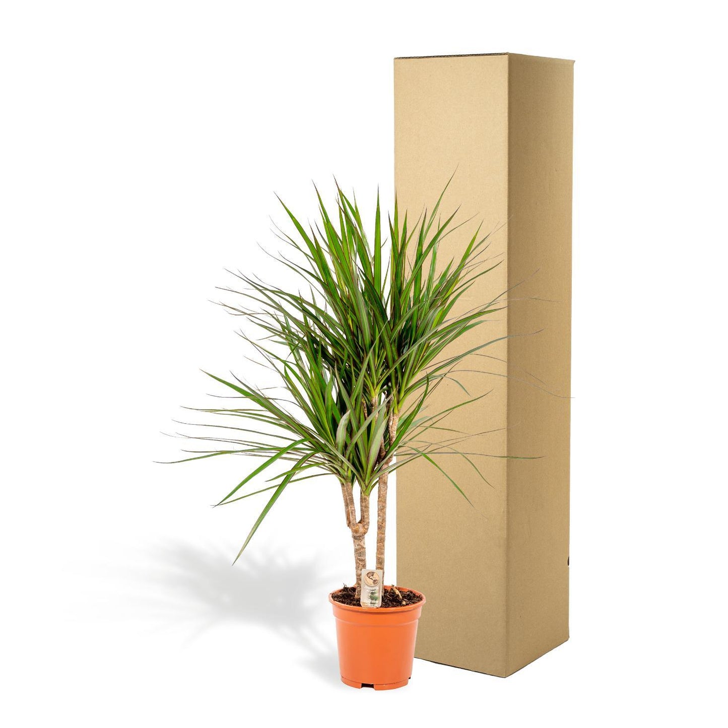 Dracaena Marginata - Ø17cm - ↕90cm