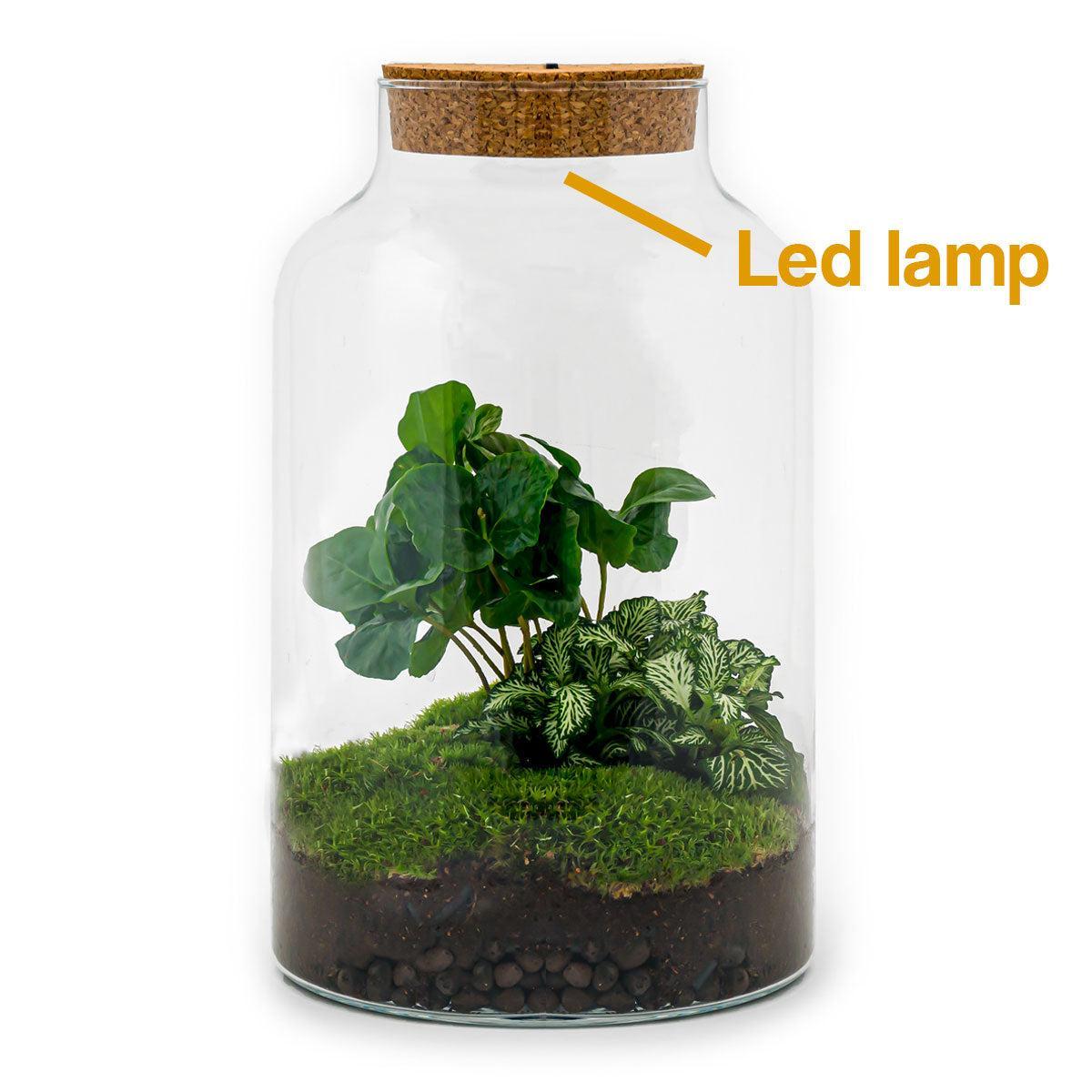 Flaschengarten - Milky Coffea mit Lampe (↕ 31 cm)