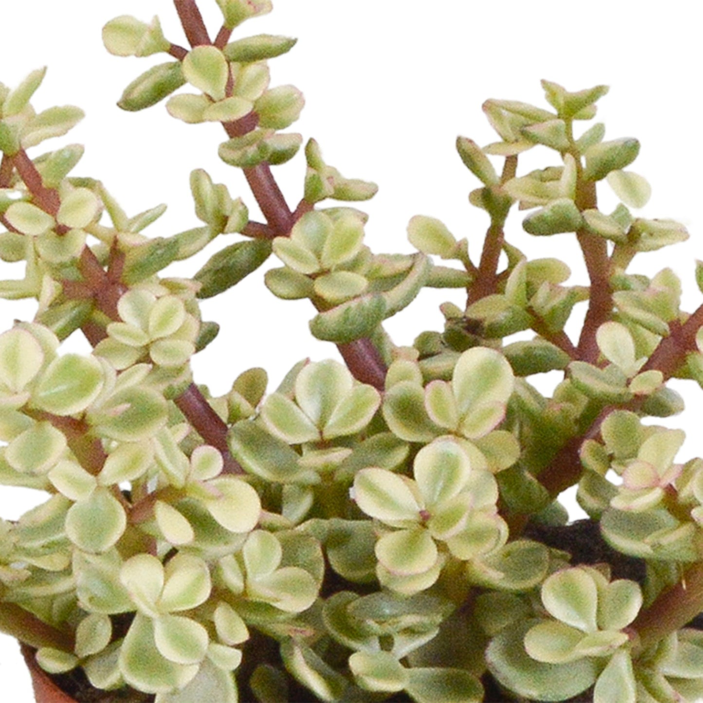 Crassula-Mix 8,5 cm - 3x - im Terrakotta-Topf