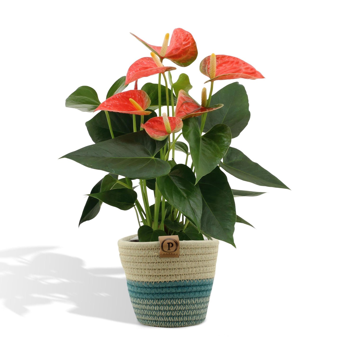 Anthurium Andreanum Orangener Prinz inkl. PURE Korb - 45cm - Ø12