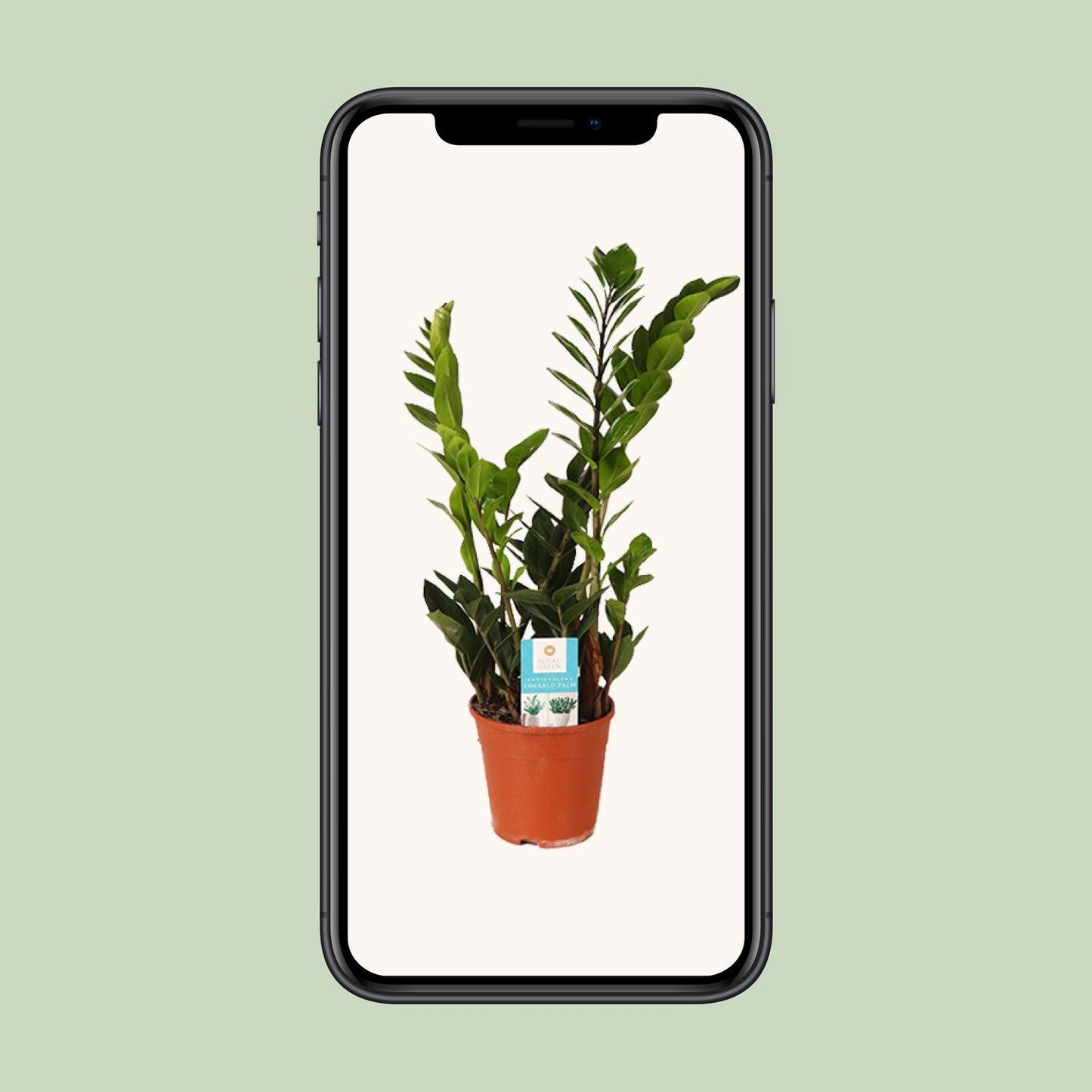 Zamioculcas Zamiifolia - Ø14cm - ↕45cm