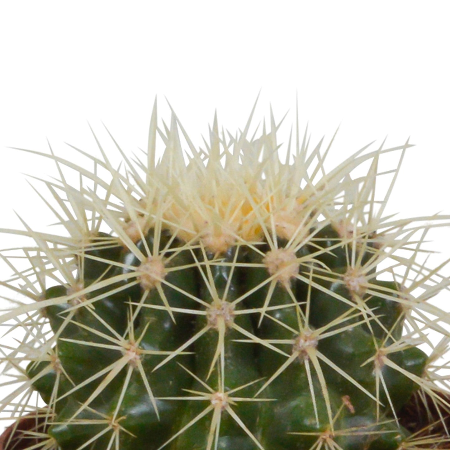 Bolcactus-Mischung - 8,5 cm - im weißen Topf