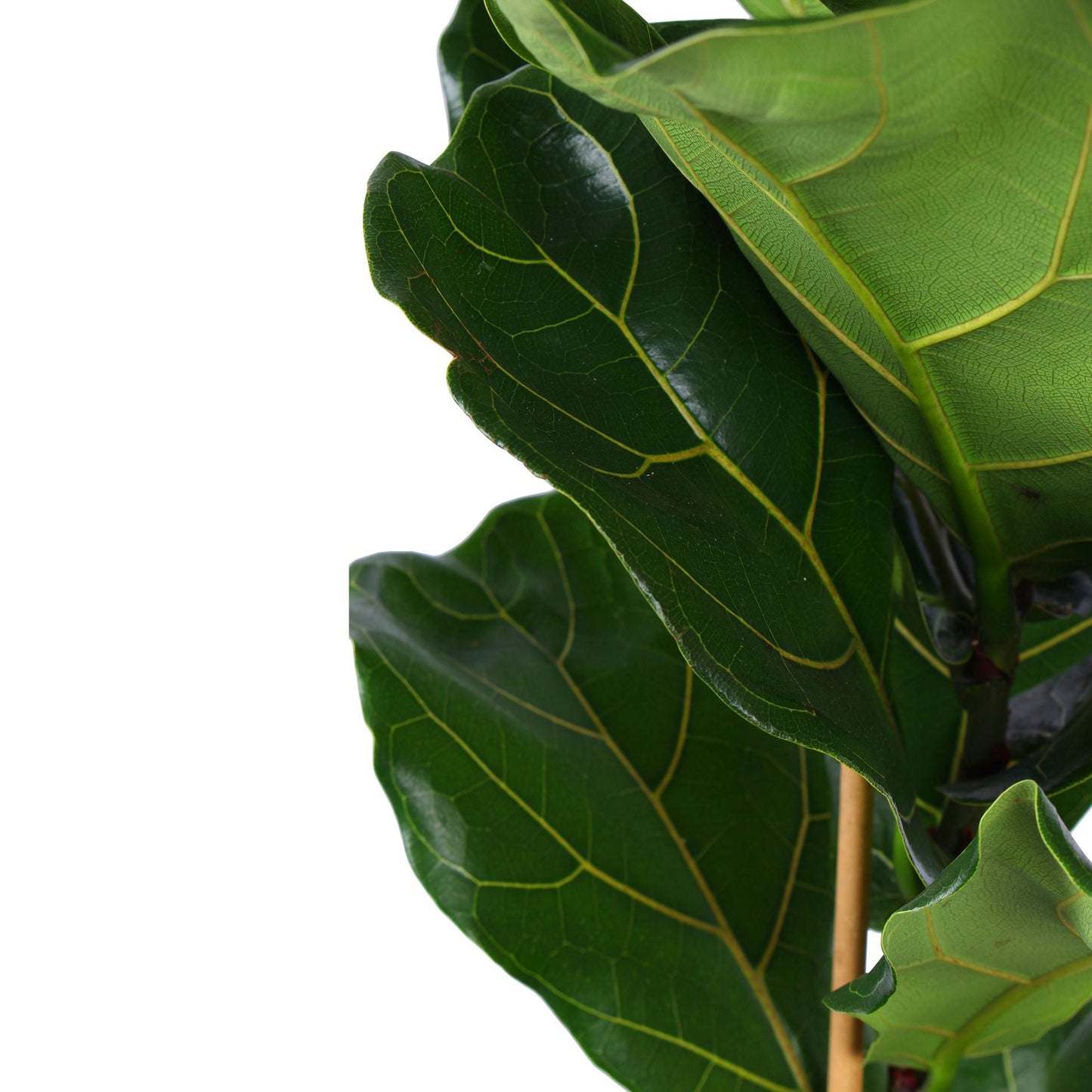 Ficus Lyrata - Ø21cm - ↕90cm in Albury BLACK print mand