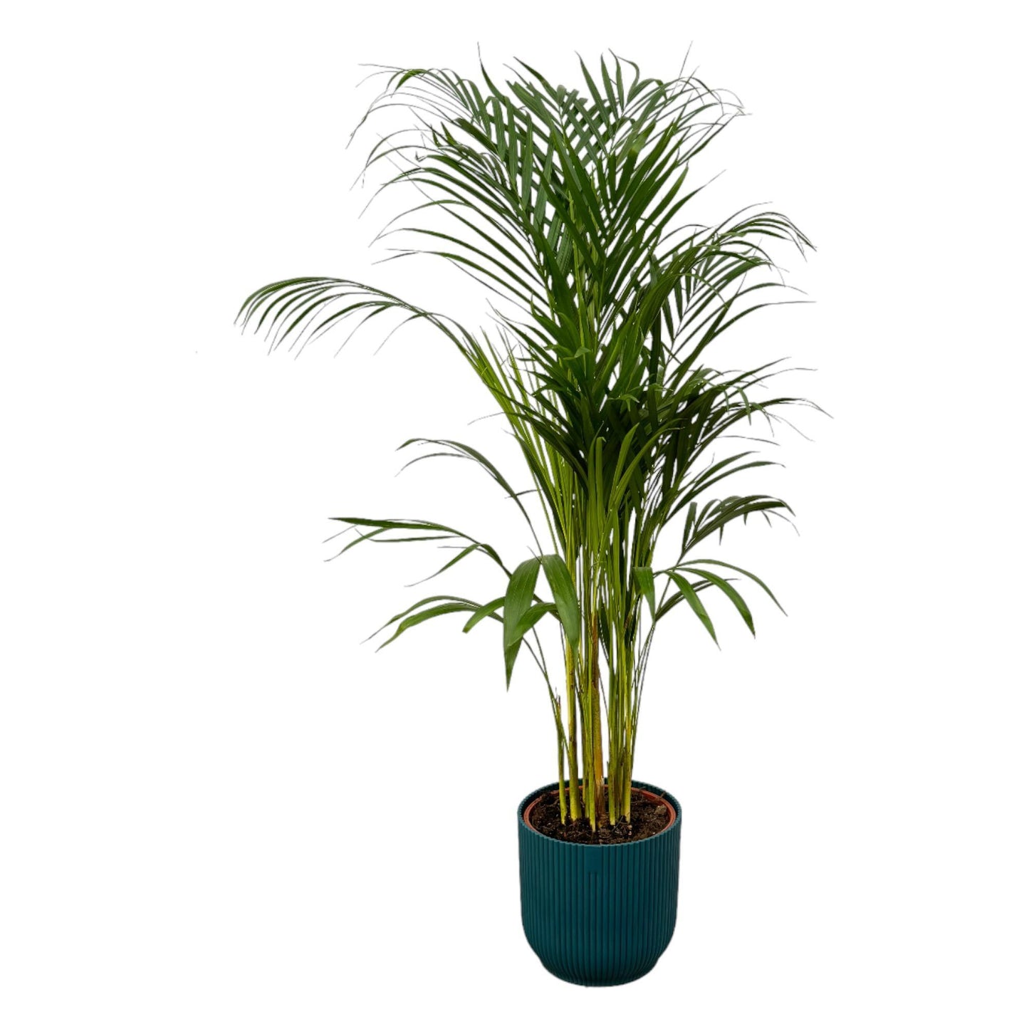 Areca-Palme - 110 cm Höhe - Ø21 cm - Inklusive Elho Vibes Fold Round Topf (Blau) D22xH20 - Pflegeleichte Zimmerpflanze