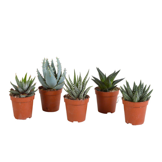 Gasteria/Haworthia Mix: Set mit 5 Mini-Sukkulenten im 5,5cm