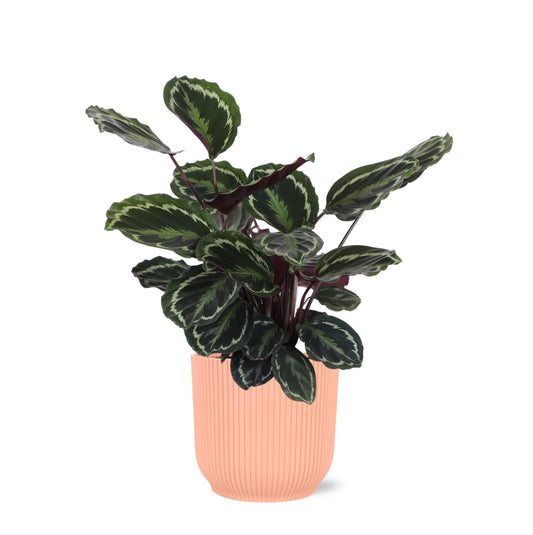 Calathea Medaillon - Ø21 cm - ↕70 cm in Vibes Rosa | Stilvolle Zimmerpflanze mit Prächtigem Blattmuster im Dekorativen Topf