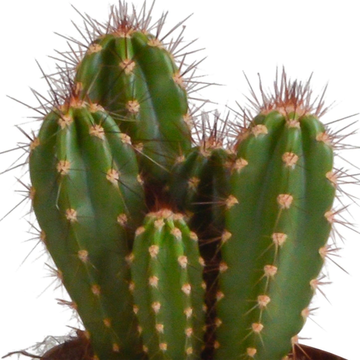 Cereus-Mischung 10,5 cm - 3x - im Terracotta Topf