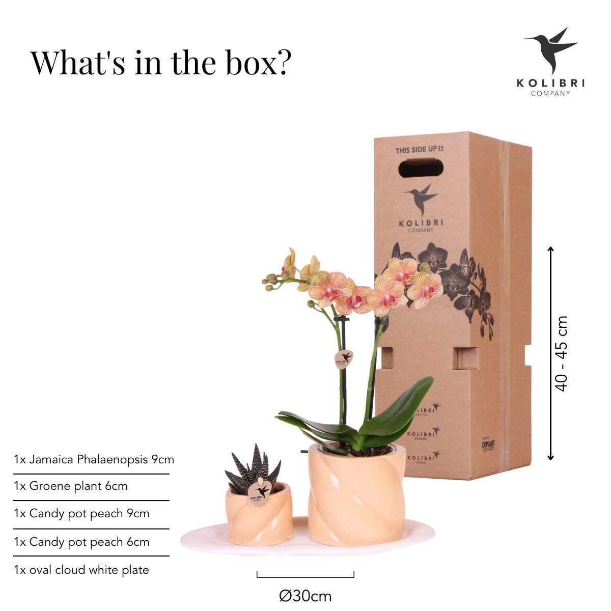 Kolibri Orchids | Geschenkset Optimismus kleiner Pfirsich | Grünpflanze mit orangefarbener Phalaenopsis-Orchidee in Candy-Ziertöpfen auf weißem Bio-Tablett