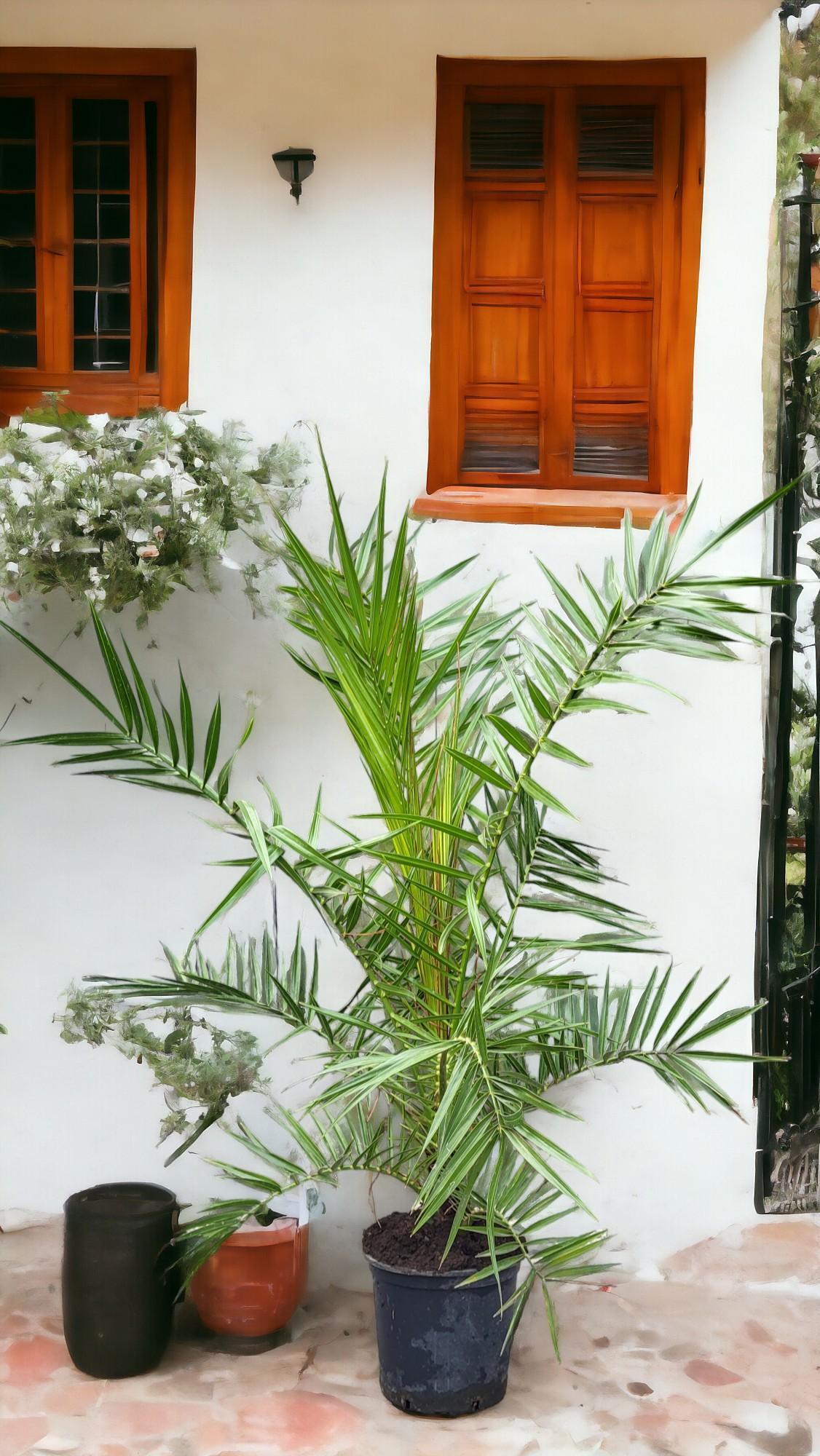 Phoenix Canariensis - Kanarische Dattelpalme - 1m bis 1,20m Höhe - Pflegeleichte Palme für Innen und Außen