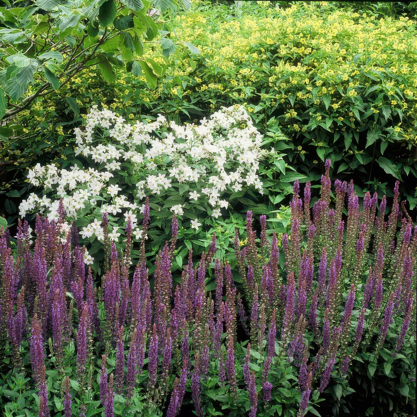 Salvia nem. 'Ostfriesland' - ↕10-25cm - Ø9cm  - 40x