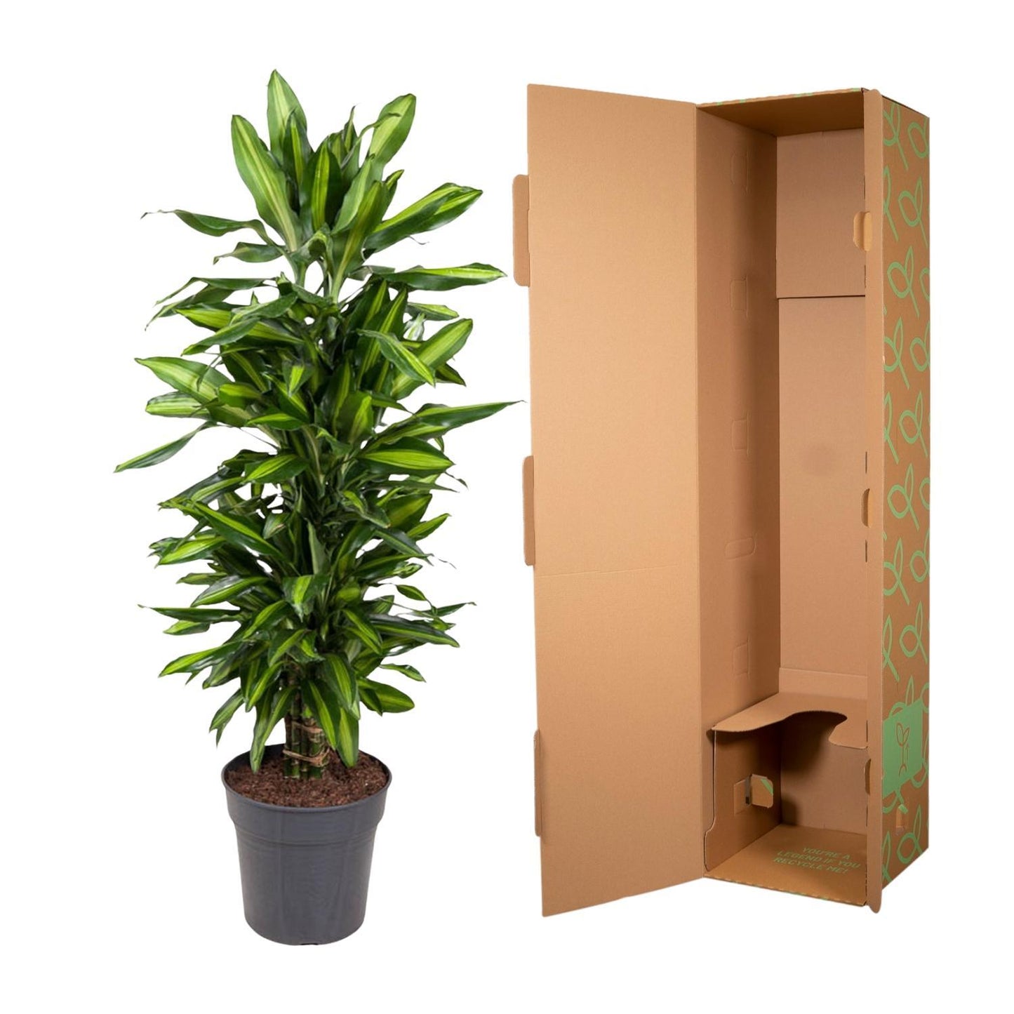 Dracaena Cintho vertakt - 120 cm - ø27