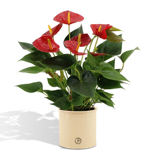 Anthurium Andreanum Diamant Rot incl. PURE zinktopf - 45cm - Ø12