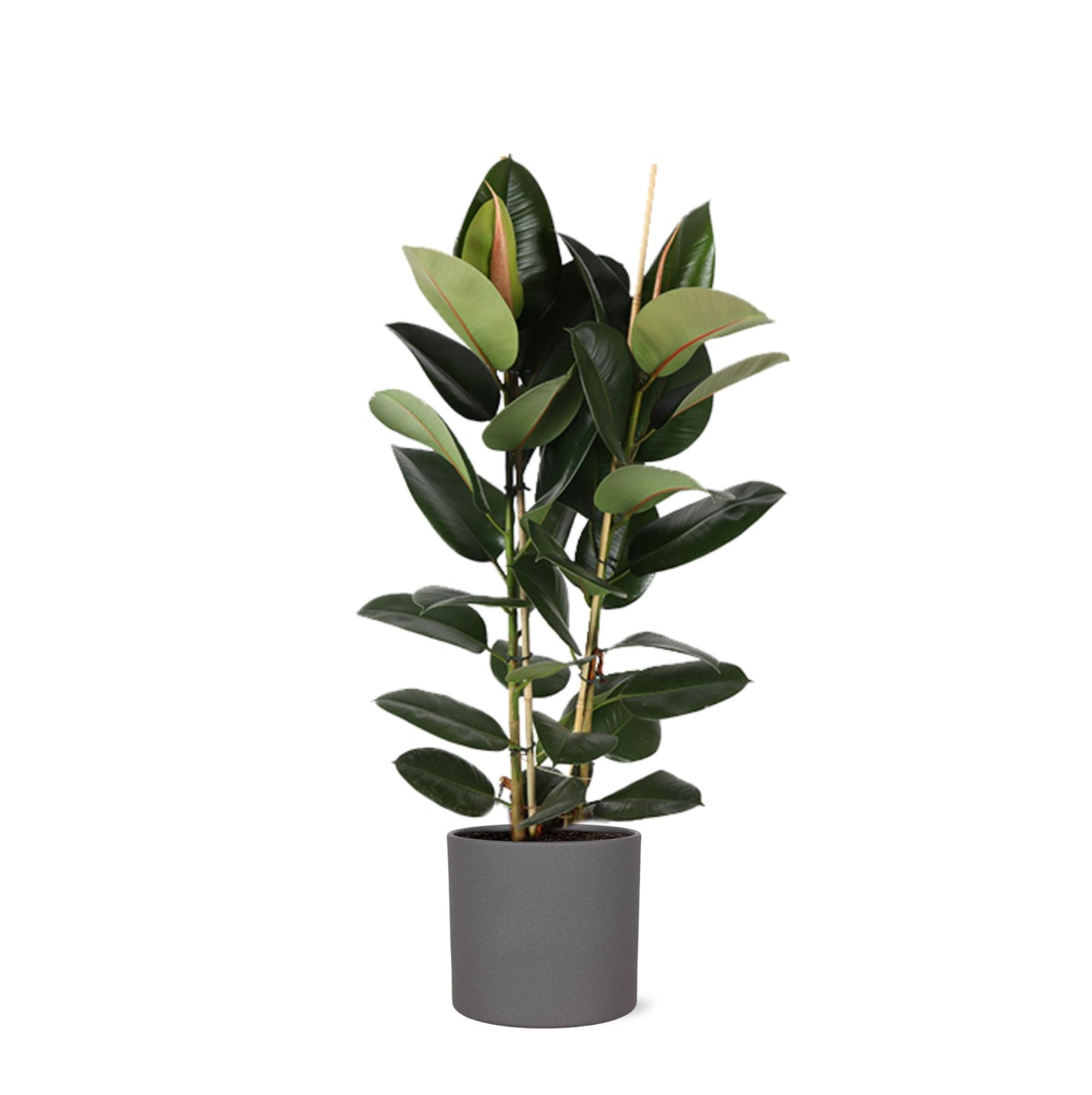 Ficus Elastica Robusta Ø24cm - ↕110cm in Era ANTRACIET pot