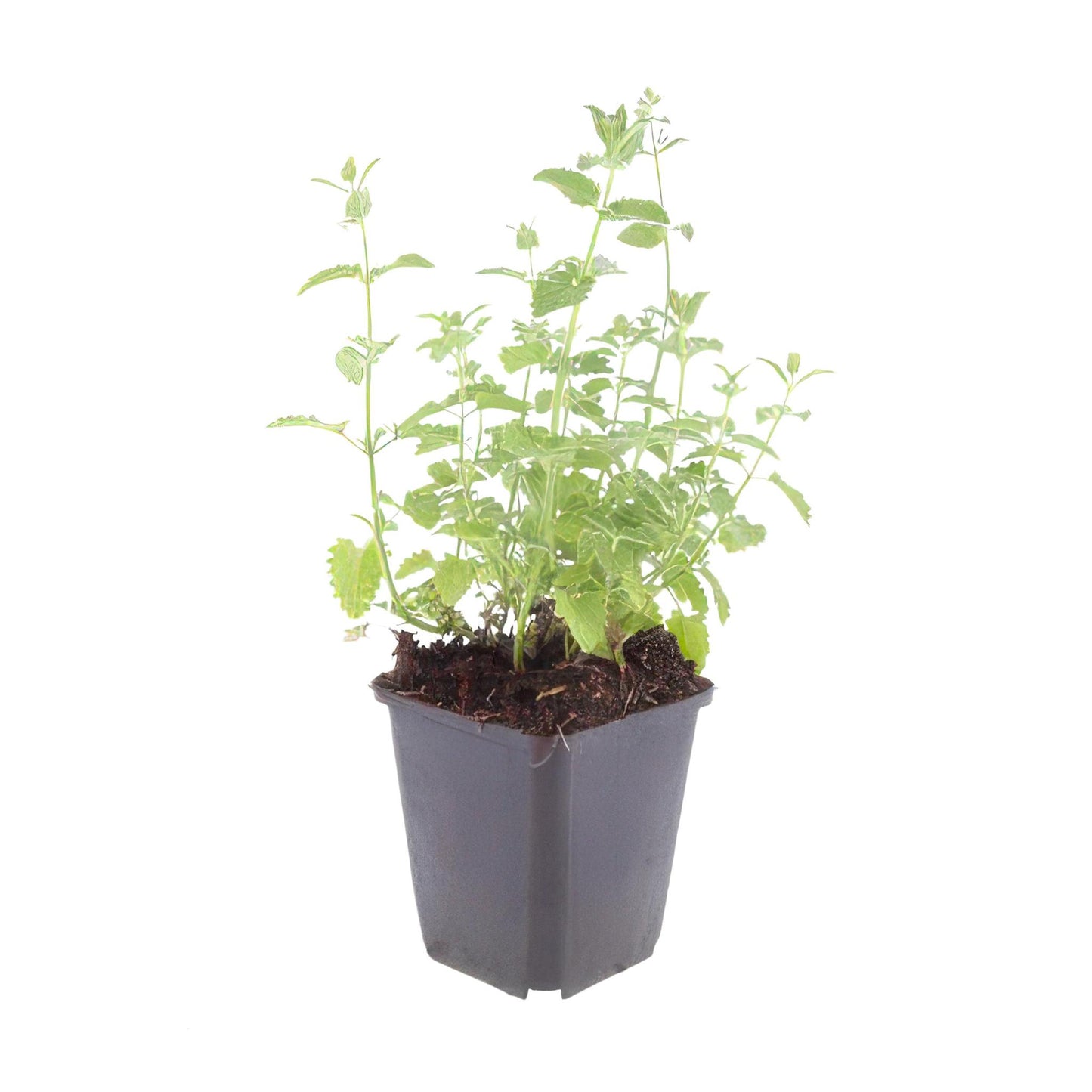 Nepeta 'Six Hills Giant' - ↕25cm - Ø9cm - 6x - 40x