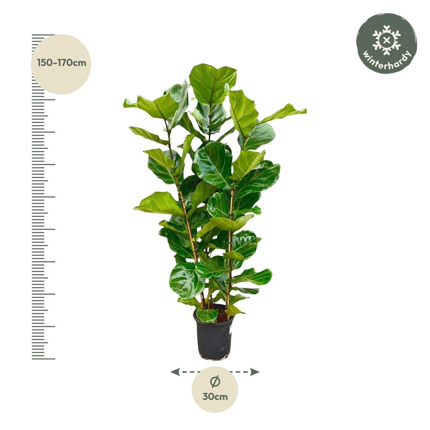 Ficus Lyrata struik - 160 cm - Ø30