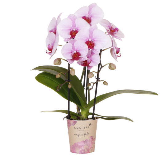 Kolibri Orchids | rosa Phalaenopsis Orchidee - Niagara Fall - Topfgröße Ø9cm | blühende Zimmerpflanze - frisch vom Züchter