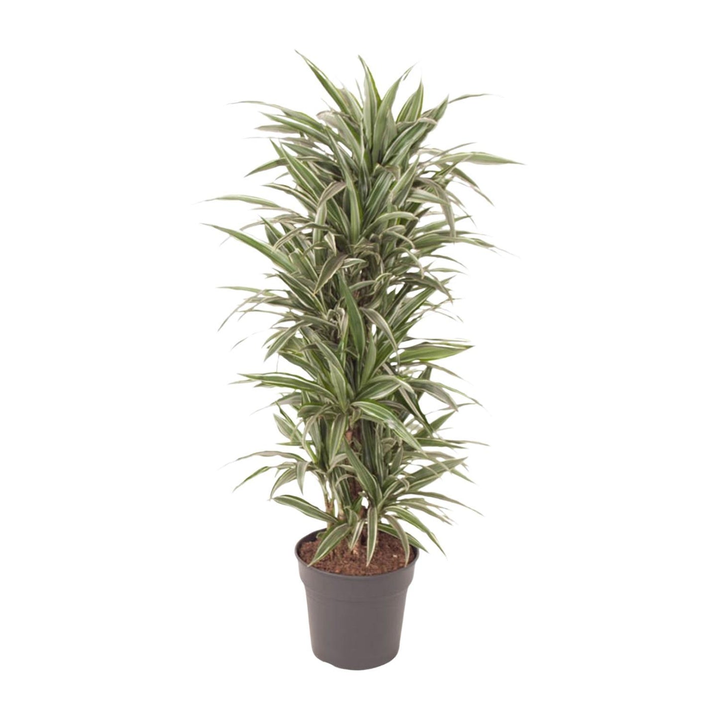 Dracaena Warneckei vertakt - 140 cm - ø31