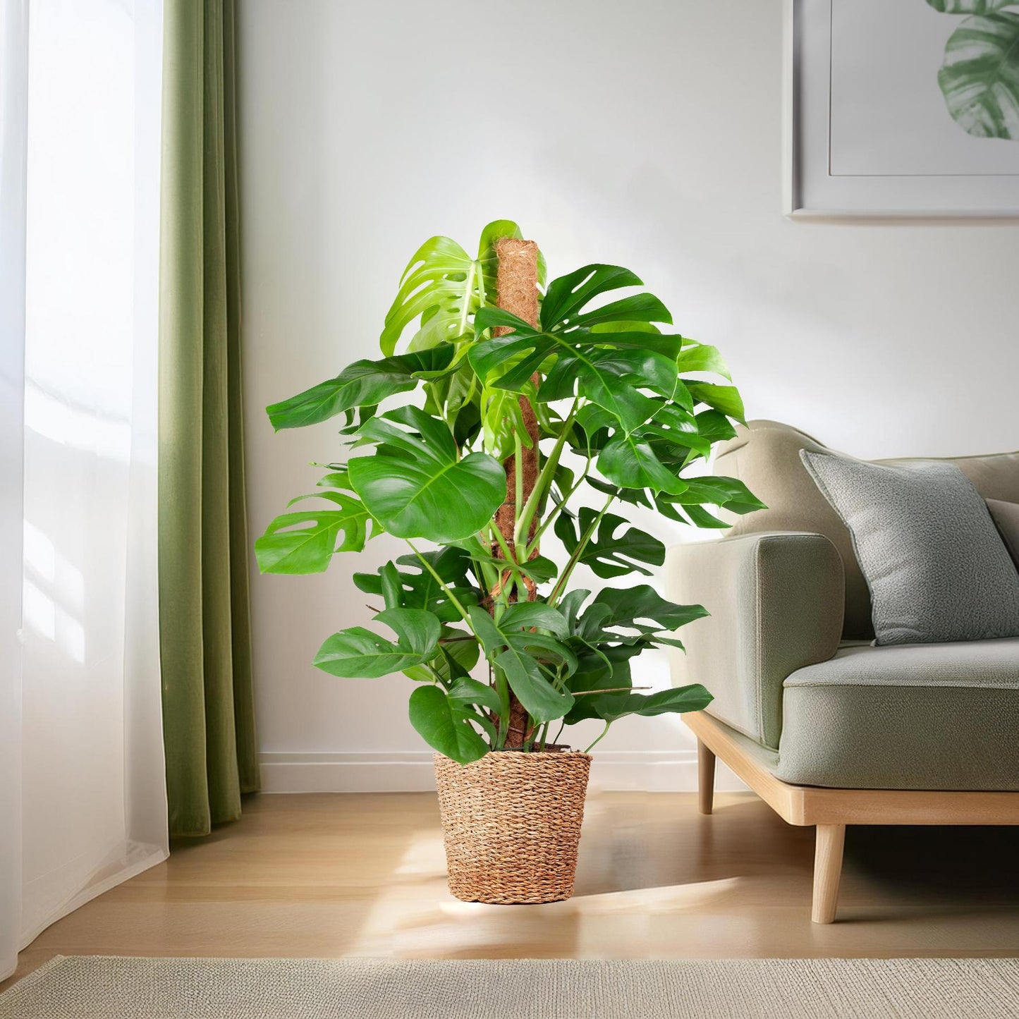 Monstera Deliciosa XL mit Korb Torun  - 120cm - Ø24