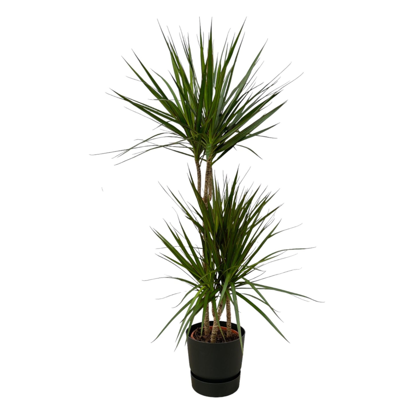 Dracaena Marginata - ↨120cm - Ø21cm inklusive elho Greenville Rund schwarz D24xH23