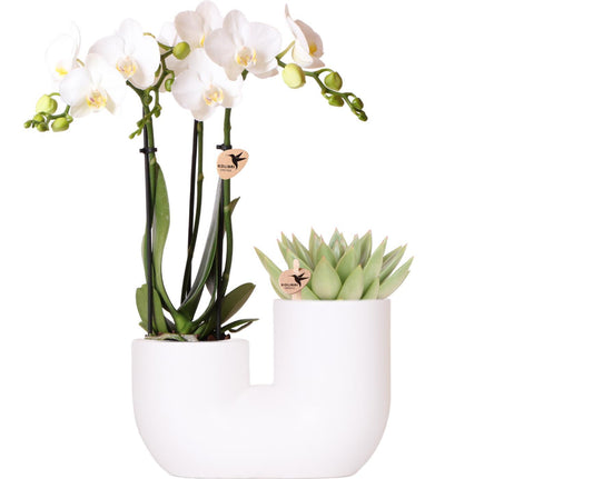 Kolibri Orchids | Set aus weißer Amabilis-Orchidee und Sukkulente in weißem Tube-Dekotopf - Topfgröße Ø9cm | blühende Zimmerpflanze - frisch vom Züchter