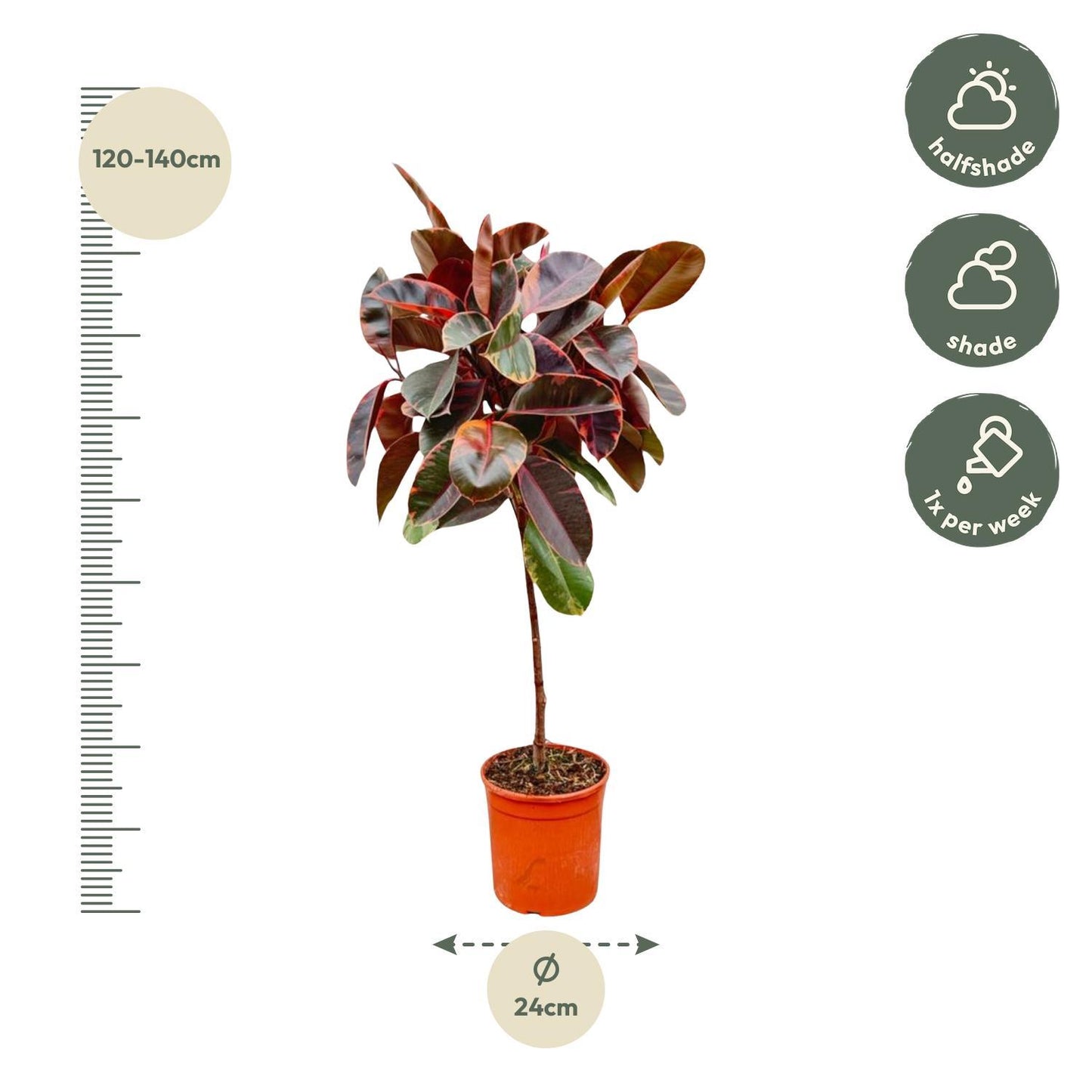 Ficus Elastica Belize am Stamm - 130cm - ø24