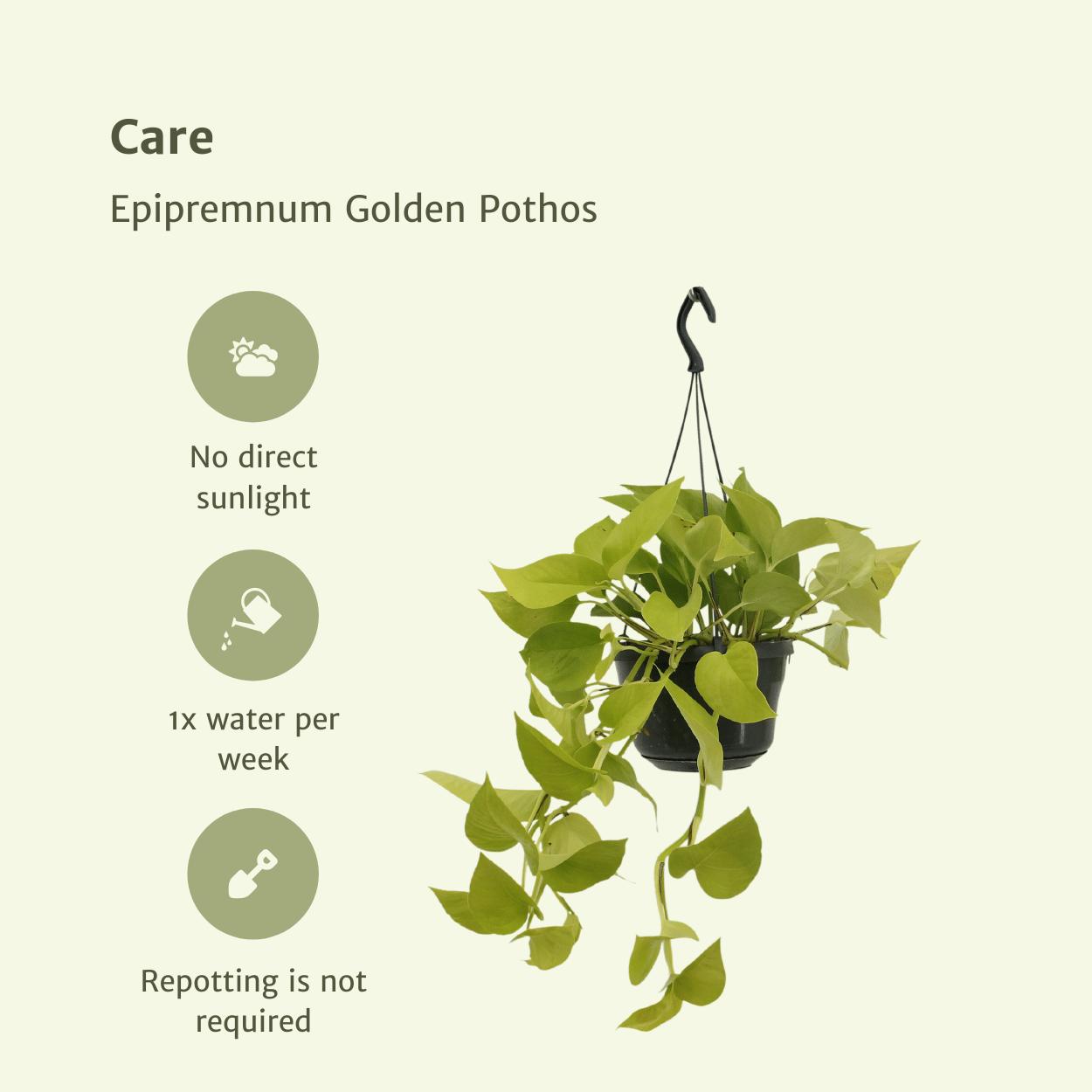 Epipremnum Golden Pothos (Scindapsus) - 2 Stücke - Ø15cm - ↕25cm