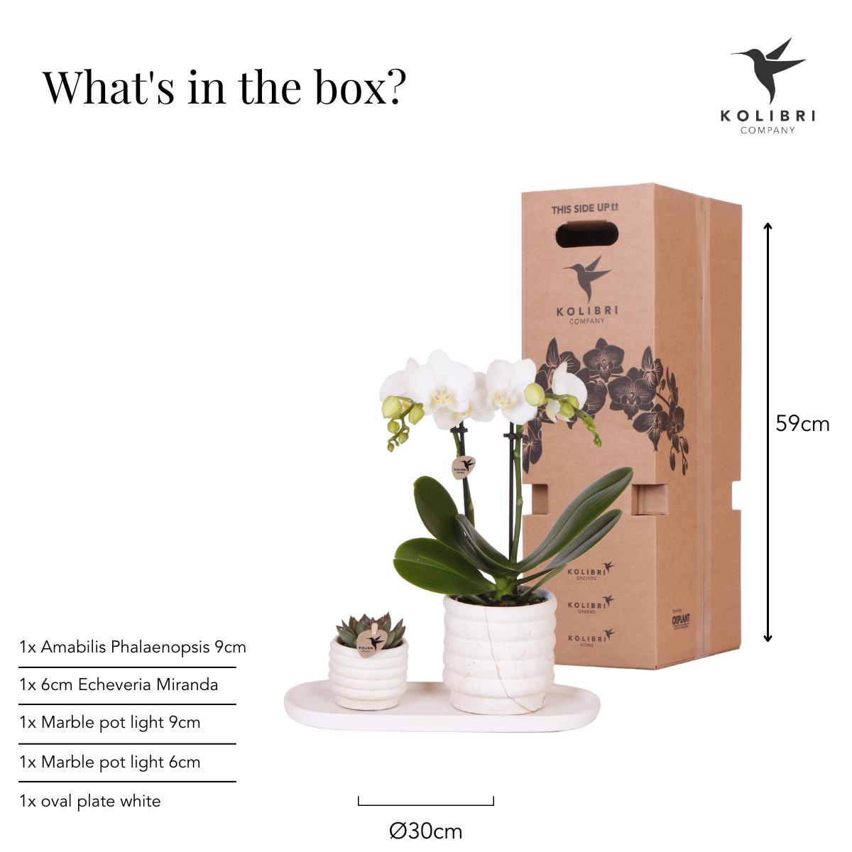 Kolibri Company | Pflanzenset Slow Living Small | Weiße Phalaenopsis Orchidee Lausanne und Sukkulente inkl. Keramik-Zierpflanztöpfe auf weißem organischen Tablett