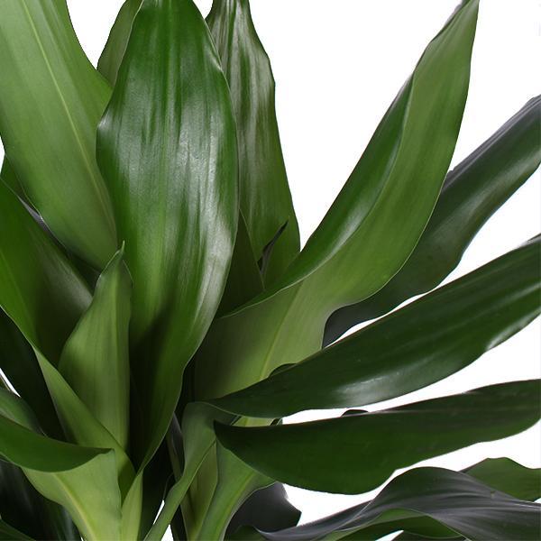 Dracaena Janet Lind Ø21cm - ↕90cm  in Vibes WIT Topf