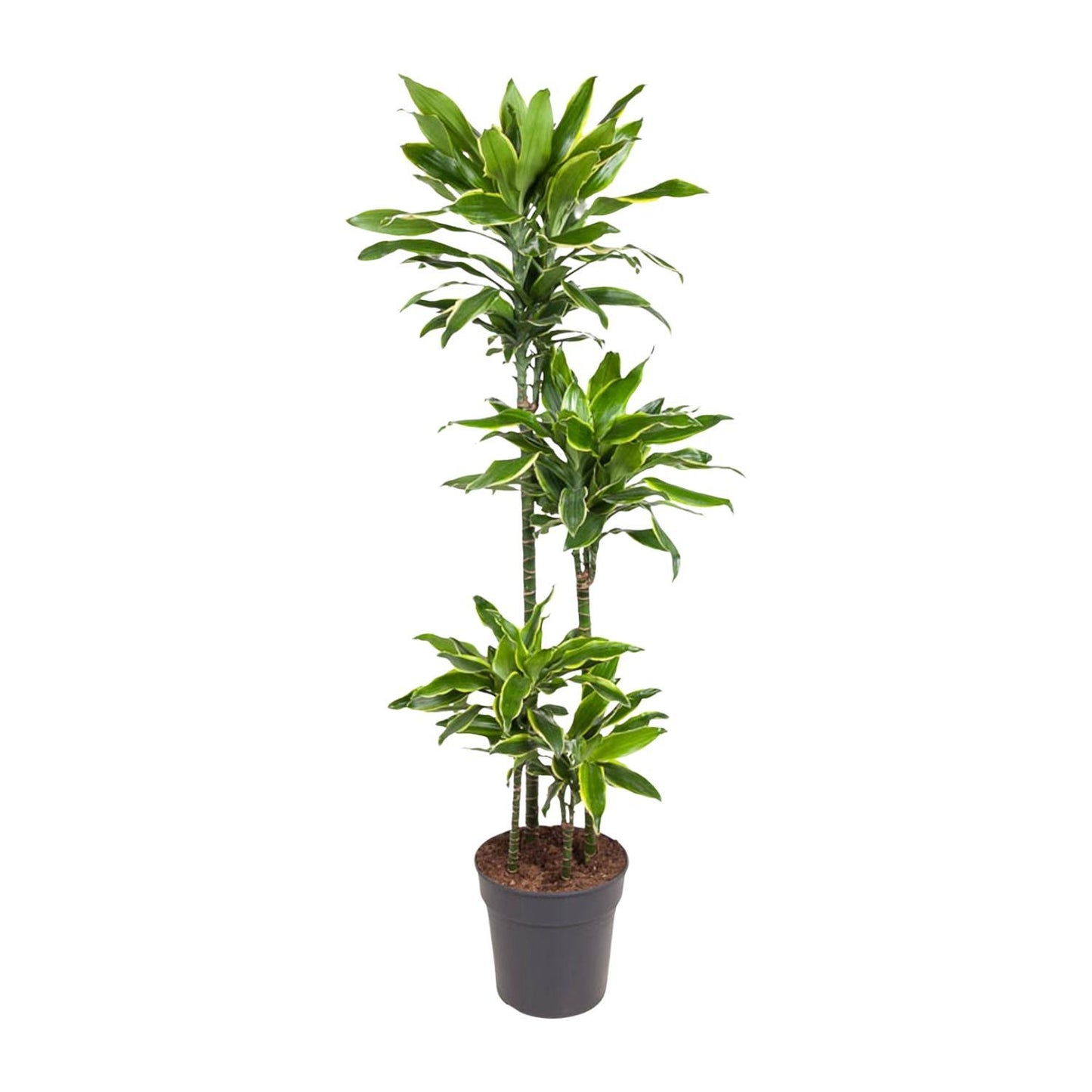 Dracaena Golden Coast - 140 cm - ø27