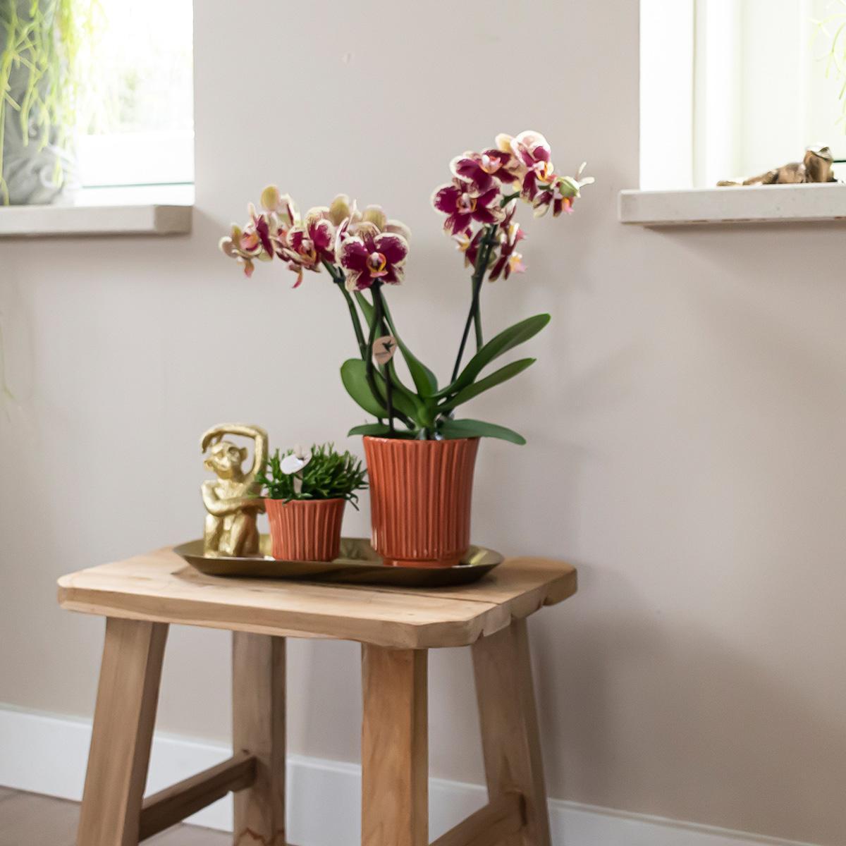 Kolibri Orchids | Gelbe rote Phalaenopsis-Orchidee - Spanien im Retro-Dekotopf Terrakotta - Topfgröße Ø9cm - 40cm hoch | blühende Zimmerpflanze - frisch vom Züchter