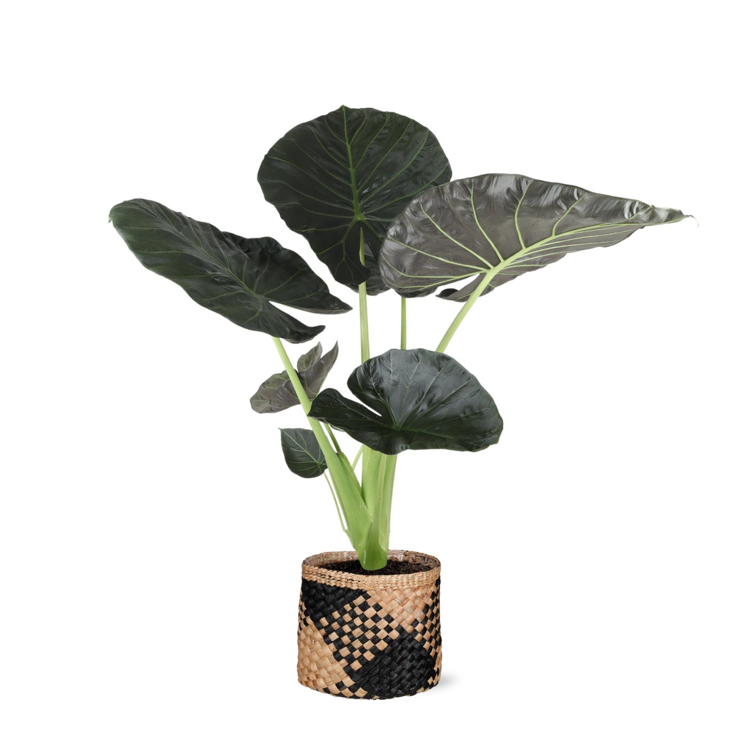 Alocasia 'Regal Shield'| In eleganter Albury BLACK Mand | Ø21cm Topf, ↕100cm Höhe