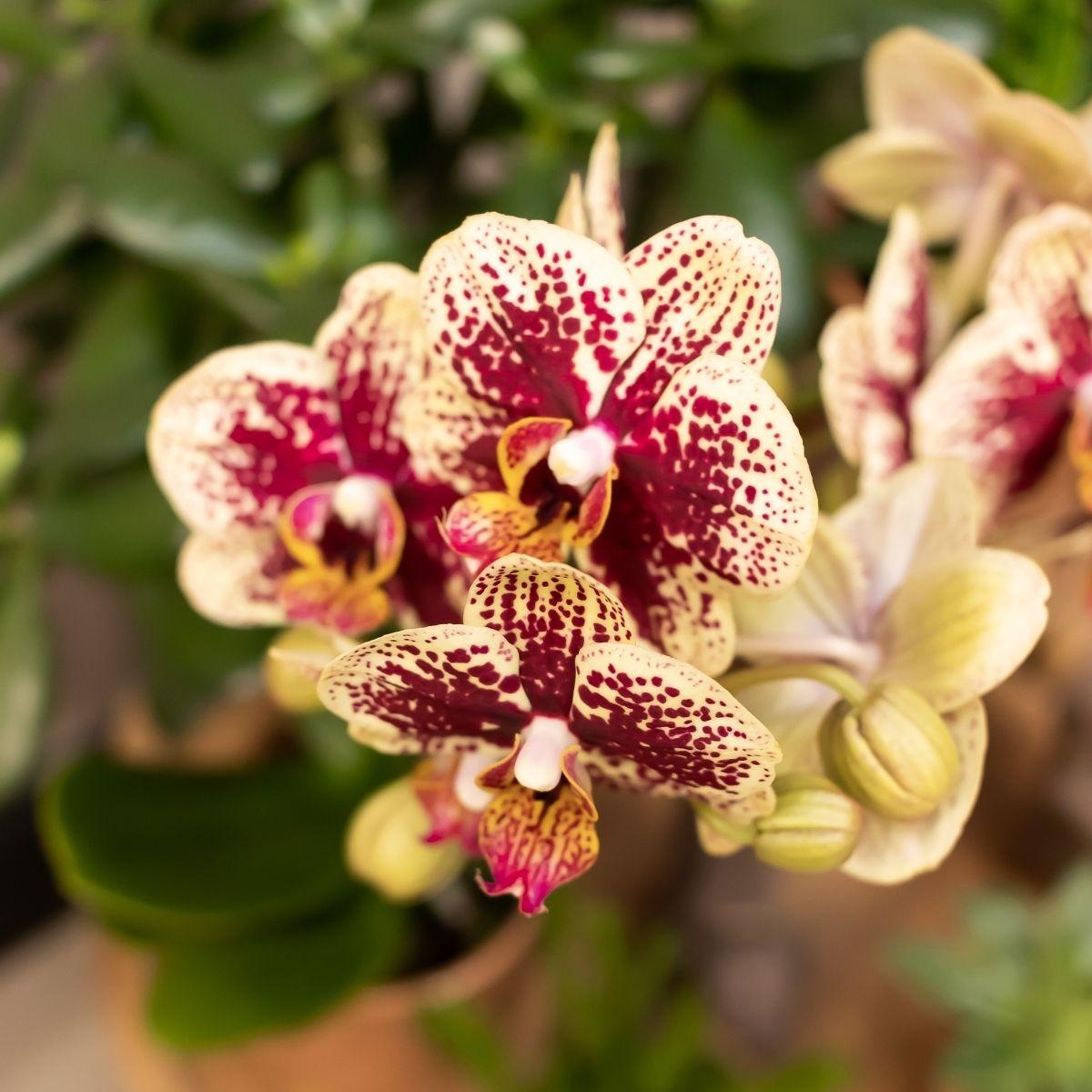 Kolibri Orchids | Gelbe rote Phalaenopsis-Orchidee - Spanien + Glasierter Ziertopf Cognac - Topfgröße Ø9cm - 40 cm hoch | Blühende Zimmerpflanze - frisch vom Züchter