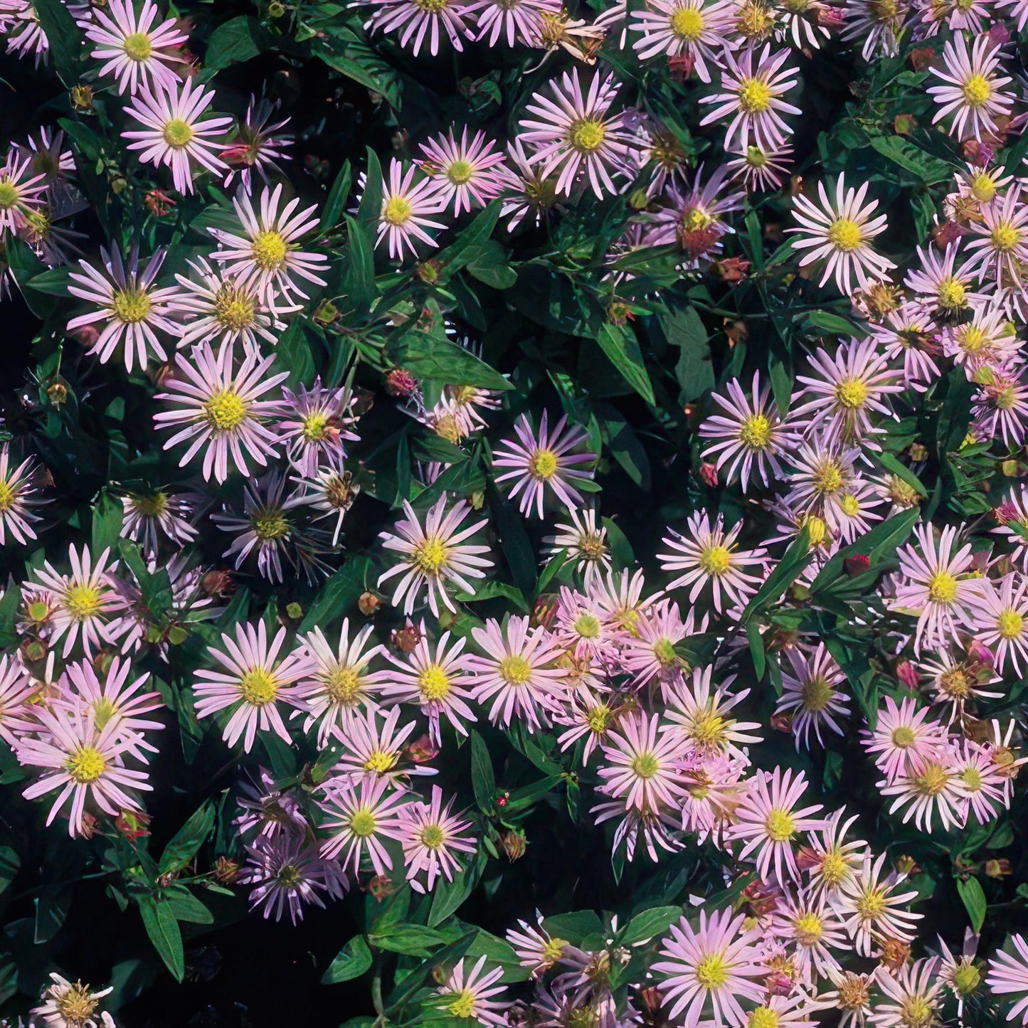 Aster ageratoides 'Asran' - ↕25cm - Ø9cm - 40x