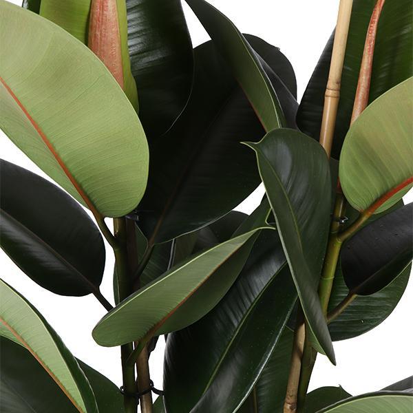 Ficus Elastica Robusta im Albury BLACK print Korb - Ø21cm - ↕ 90cm