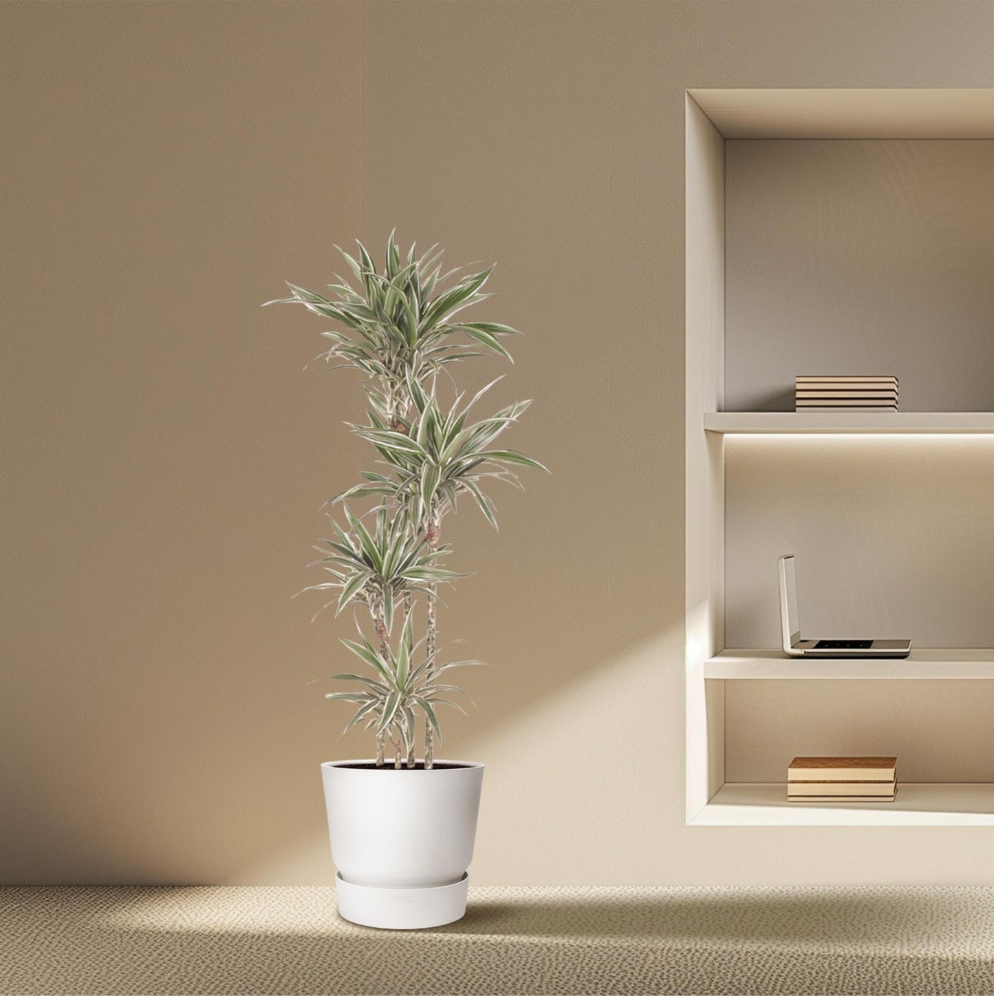 Dracaena White Stripe - 170 cm - ø27