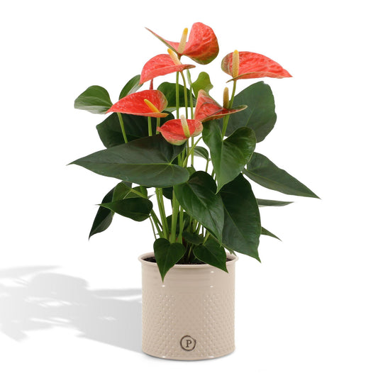 Anthurium Andreanum Orange inkl. PURE zinktopf - 45cm - Ø12