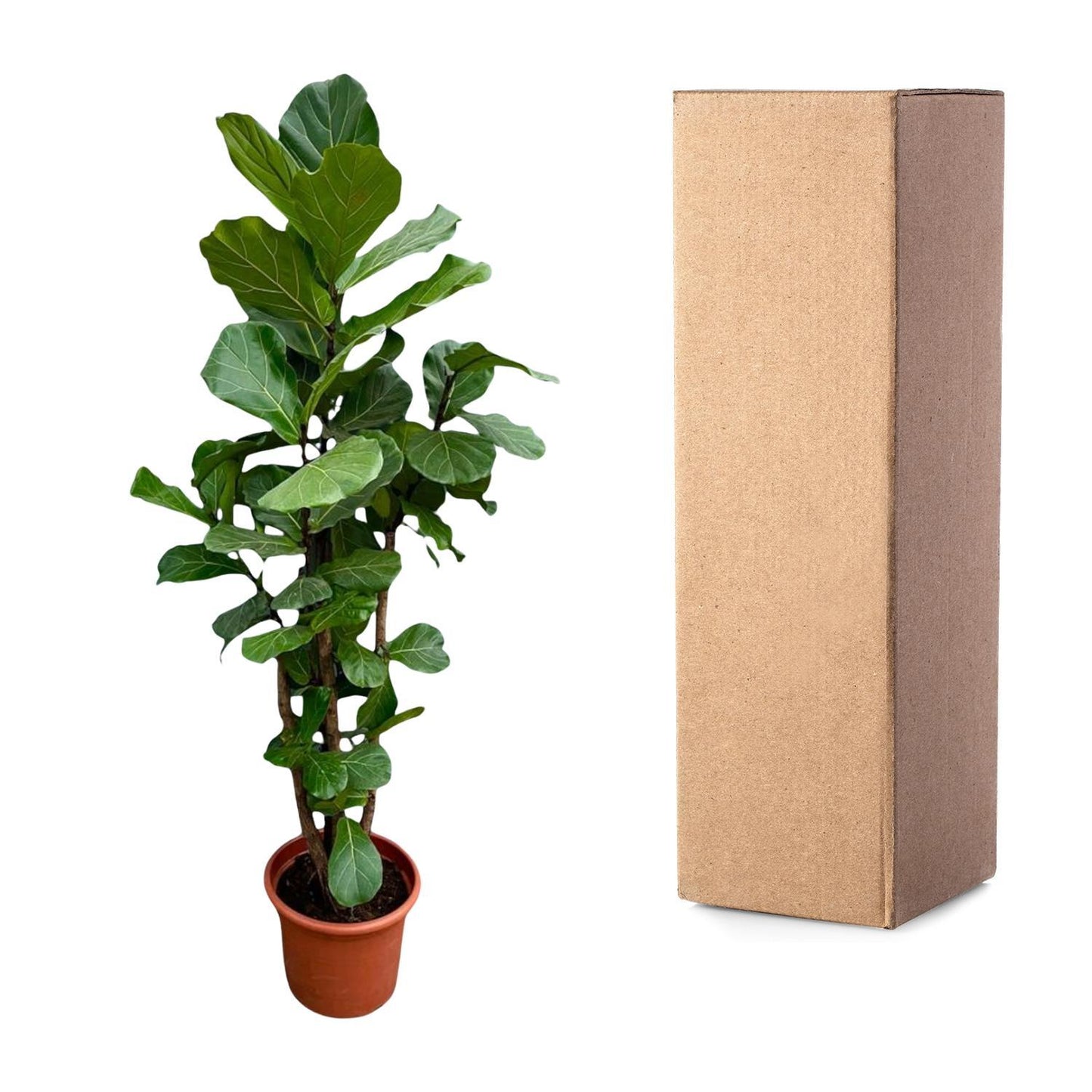 Ficus Lyrata vertakt XXL - 230cm - ø40