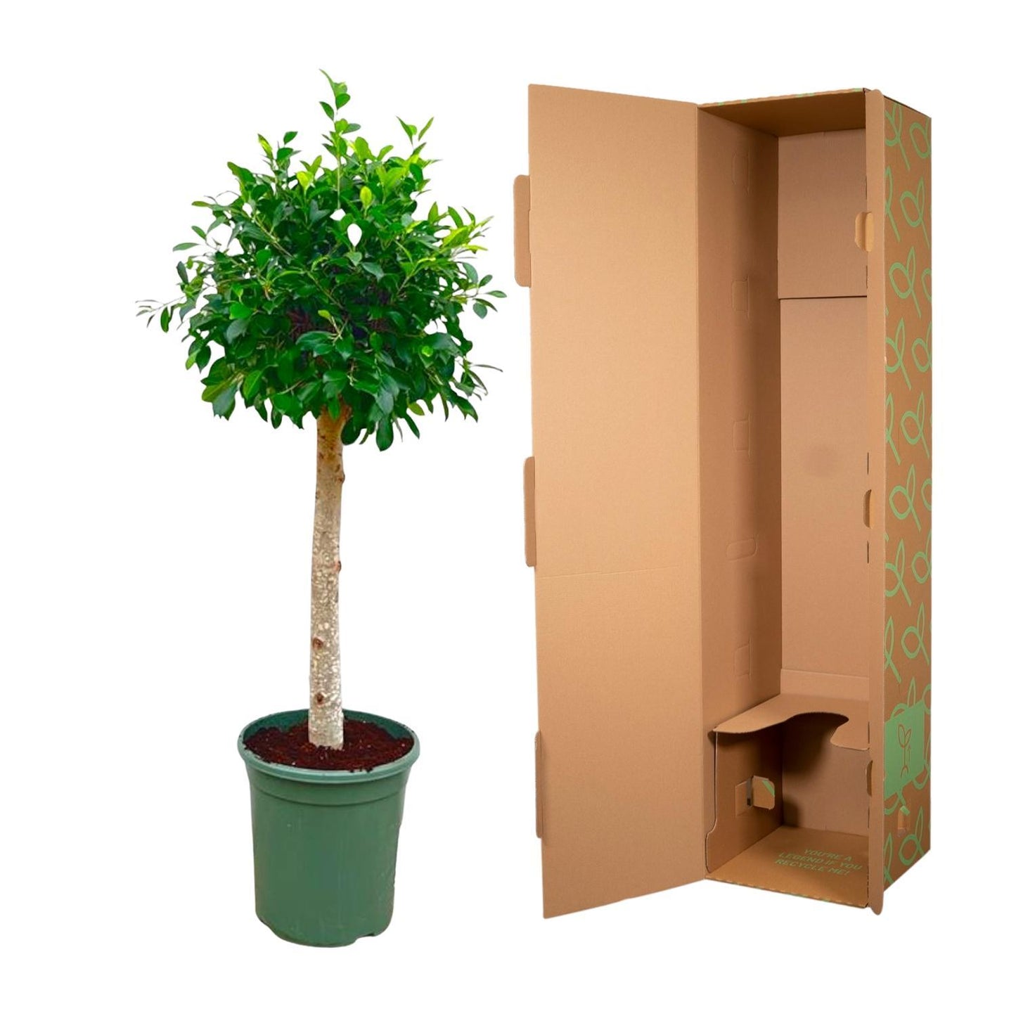 Ficus Nitida op stam - 130 cm - ø30