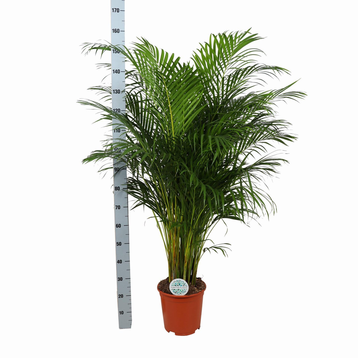 Dypsis Lutescens (Areca-Palme), Ø27 cm, 160 cm Höhe, im Albury NATURAL-Topf