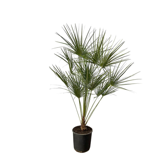 Chamaerops Humilis auf Stamm - 160 cm - Ø28 cm | Elegante Zwergpalme für ein Exotisches Ambiente