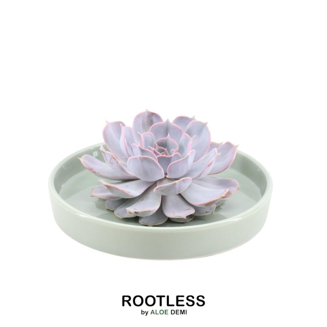 ROOTLESS Succulent Echeveria Lilacina in Schale 'grün' Ø20 cm - ↕5 cm