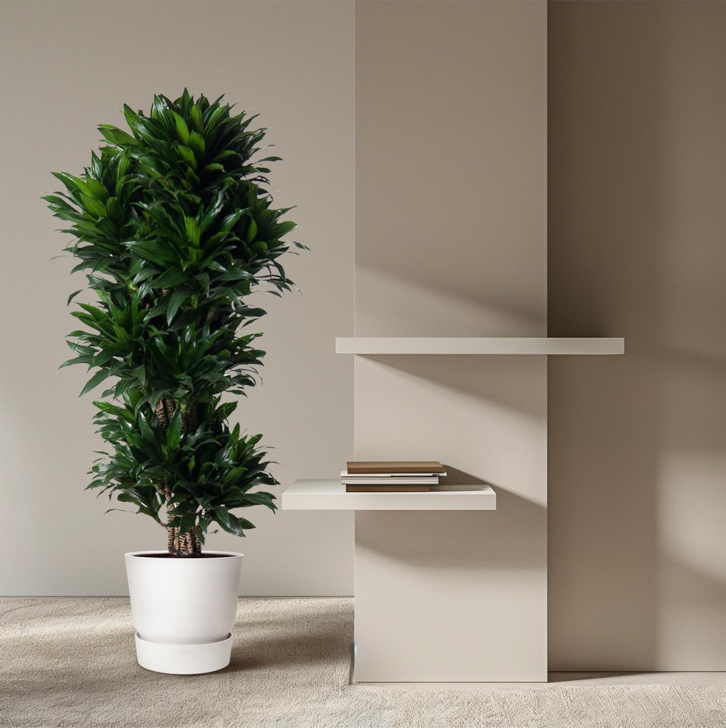 Dracaena Compacta vertakt - 140 cm - ø31