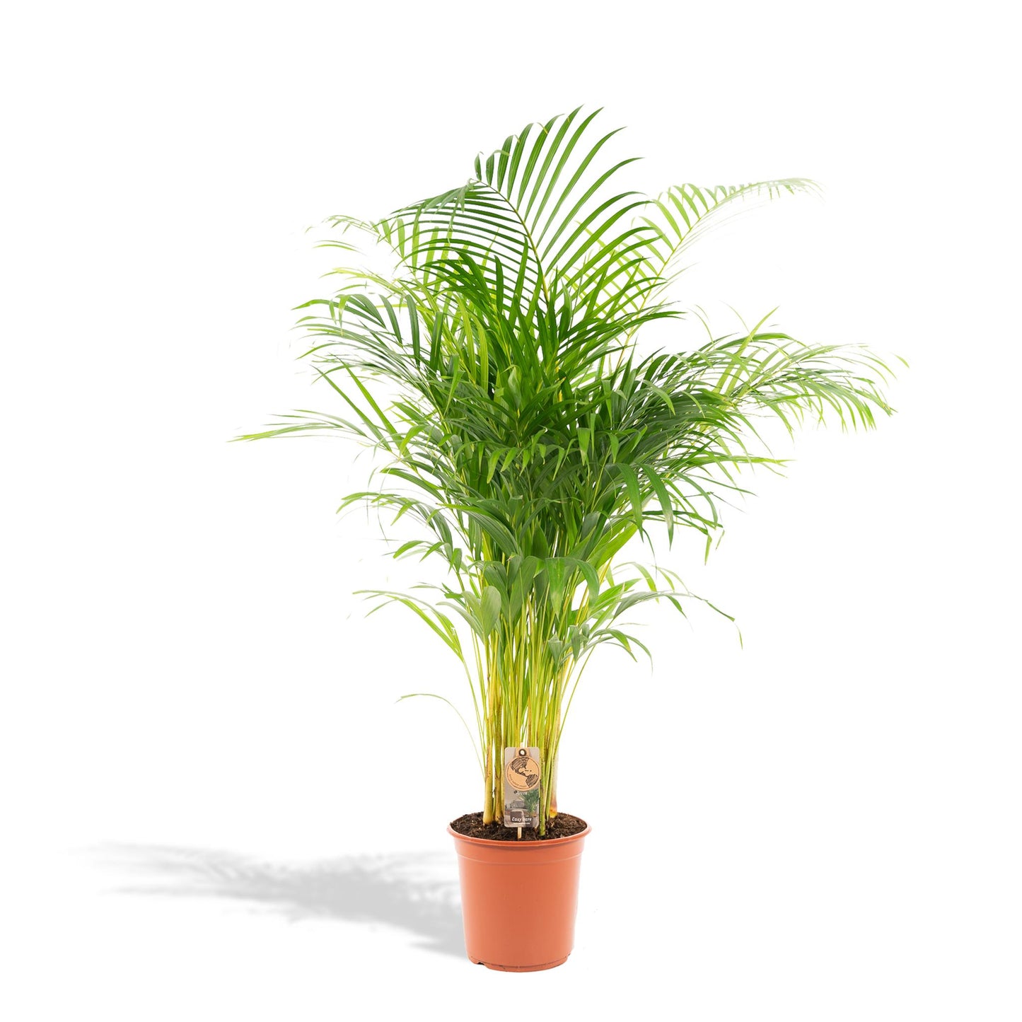 Areca-Palme - Ø24cm - ↕130cm