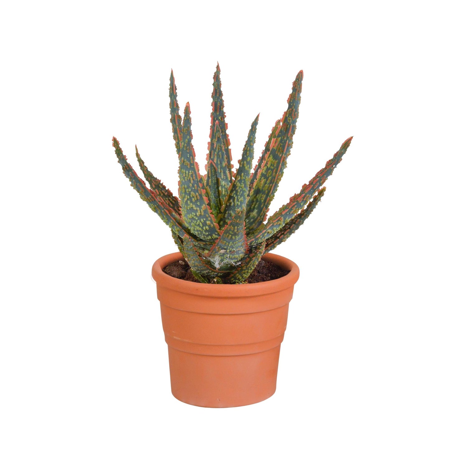 Hallo Zebrina Dannyz 10,5cm - in terracotta pot